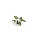 Gamers Grass: Laser Plants - Lords-and-Ladies